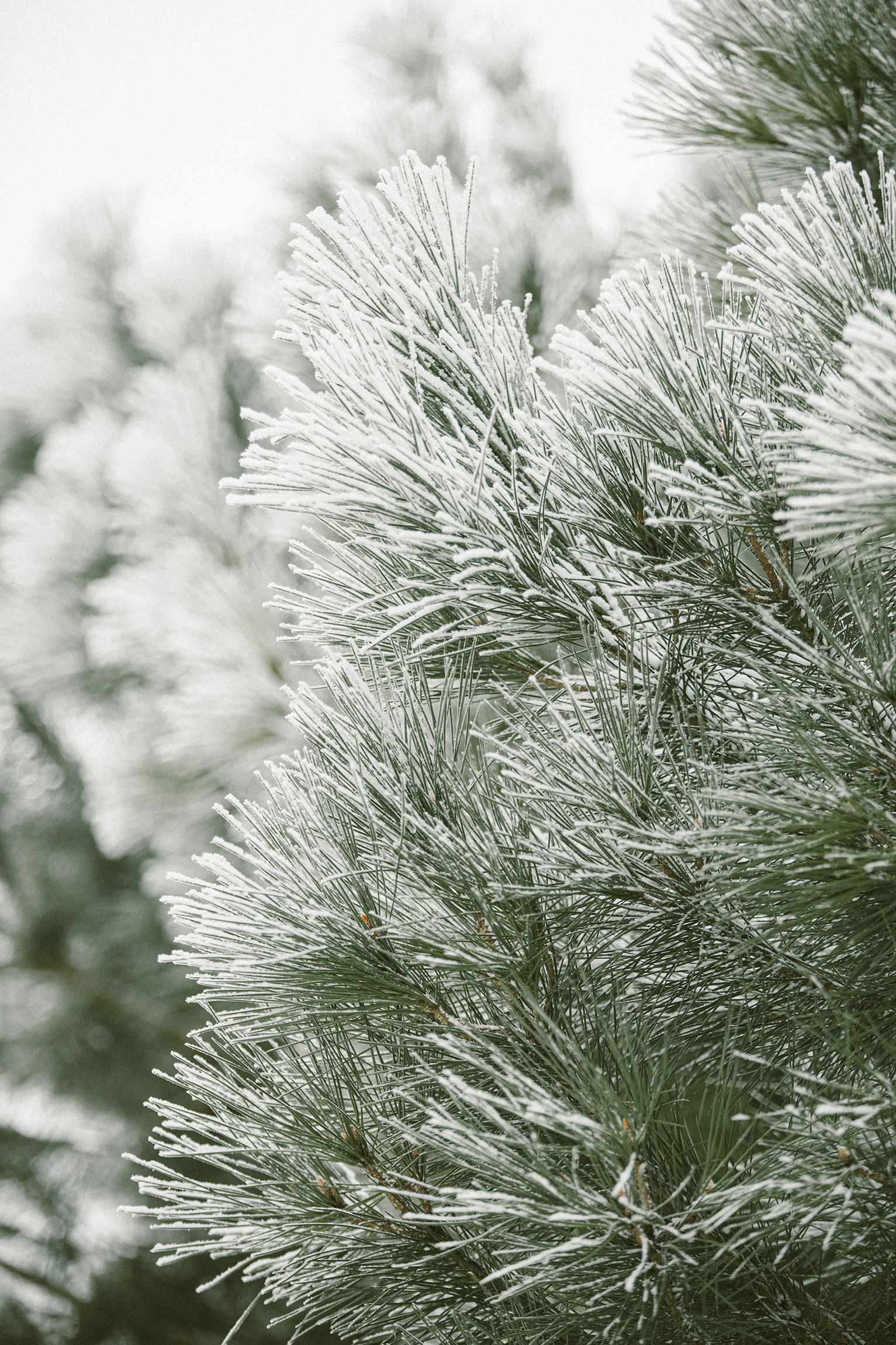 photo of a pine tree close up with show on the branches